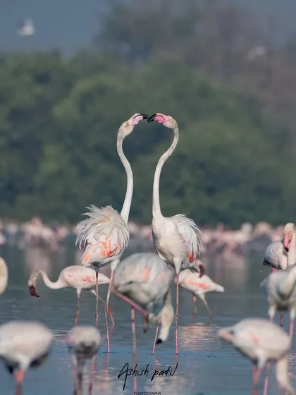 A perfect heart shape formed by the two flamingos, a symbol of love in the wild.