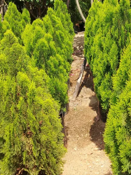 Rows of Thuja plants, also known as Arborvitae, ready for a hedging project. Their dense, bright green foliage creates an excellent privacy screen.
