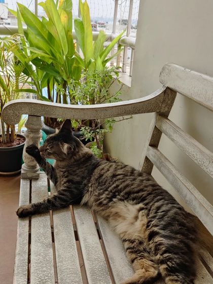 Aditi - In-Home Pet Sitting Happy Paws, Happy Home photo 9