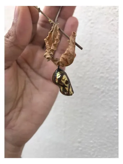Nature is my greatest source of inspiration. The incredible golden shell of this Tithoria tarricina chrysalis, with its metallic sheen and organic form, is a perfect example of natural art. It influences my approach to form, texture, and biophilic product design.