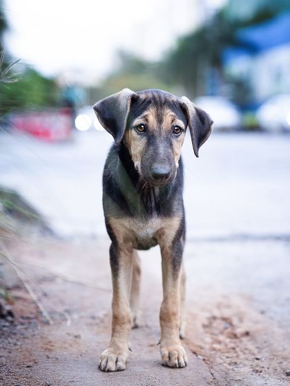 Pragalbh - Animal Rescue & Advocacy Photography Adoption Portfolios: Soulful Portraits for a Second Chance photo 11