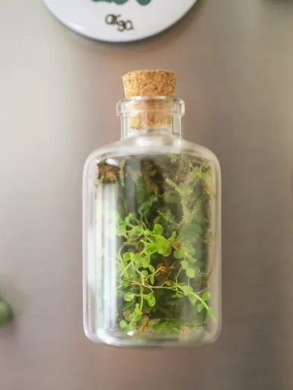 Another one of my terrarium fridge magnets, this one filled with delicate, light green plants. It's a perfect little piece of plant decor.