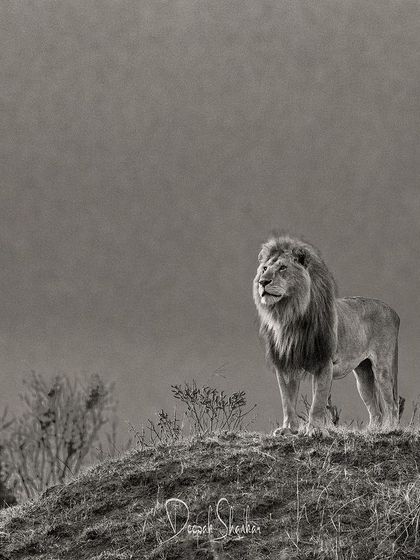 This is Oloimina of the Black Rock Pride. He surveys his kingdom with a gaze of dominion and protectiveness, a true king poised to defend his realm.