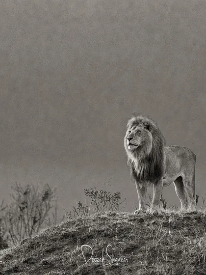 These images further explore the lives of Africa's big cats, from quiet portraits and family interactions to the drama of the hunt. Each one is a piece of the larger narrative we build on safari.