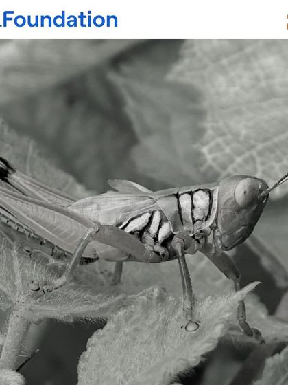 A grasshopper on a leaf. These insects are a fundamental part of the food chain and play a role in the natural cycle of growth and decomposition within the forest.