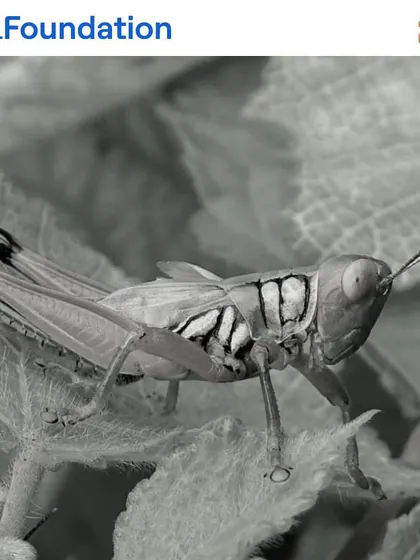 A grasshopper rests on a leaf, perfectly camouflaged. These herbivores are a vital food source for birds and reptiles, playing their part in the intricate web of life we aim to restore.