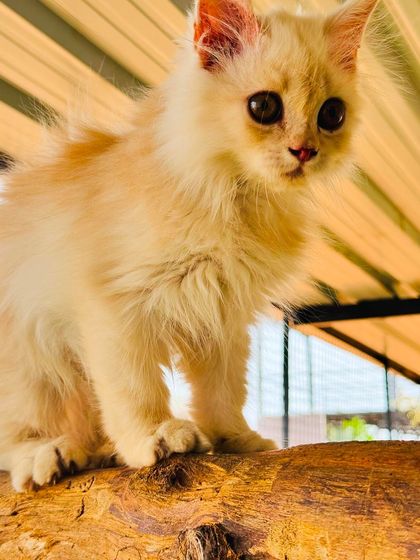 Fluffy Paws Pet Resort - Pet Boarding & Daycare The Cattery: A Dog-Free Sanctuary photo 18