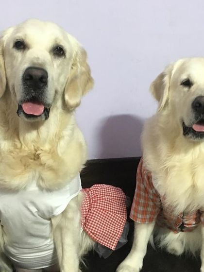 Deepthi - Dog Training & Behavior Modification Just for Fun: The Life of a Happy Dog photo 9