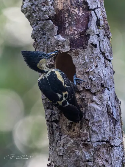 A Heart-spotted Woodpecker at its nest hole. The crested head and unique markings are on full display as it tends to its home.