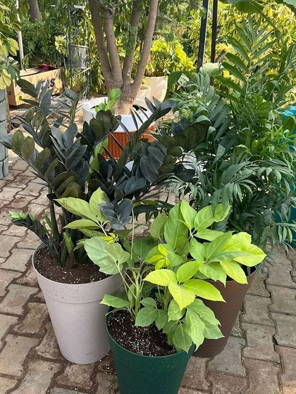 A collection of plants in simple, elegant pots at our nursery. We offer a range of basic and designer planters to suit any plant and budget.