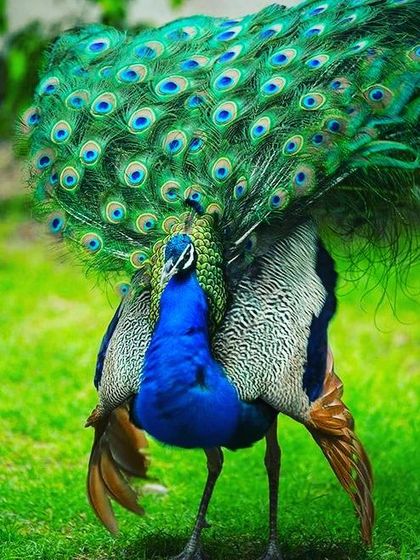 The beauty of the peacock is in its feathers. Here, you can see the different types of feathers on display as he gets ready for his courtship dance. Each feather, from the long train to the body plumage, has its own unique texture and colour, making it one of the most beautiful birds in the world.