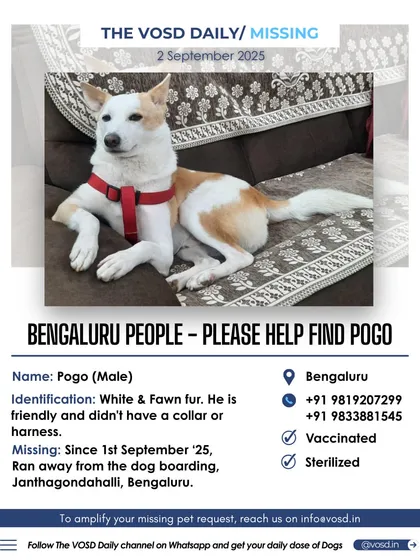 Our missing pet alerts help reunite families. When Pogo went missing from a dog boarding in Bengaluru, we quickly mobilized our network to get more eyes on the ground, helping his desperate family in their search.