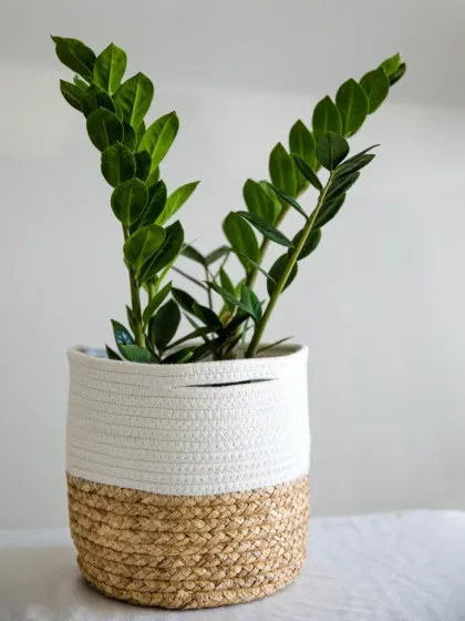 A ZZ Plant (Zamioculcas zamiifolia) in a two-toned woven basket. The ZZ plant is prized for its resilience and glossy leaves, making it an excellent choice for lower-light office environments.
