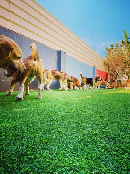 Becky's Bow Wow House - Dog Boarding (Overnight & Long-Term) Our Happy Place: Yard & Play Areas photo 21