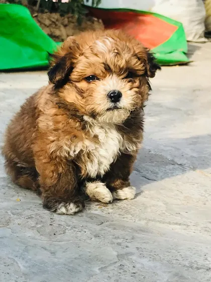 A sweet Lhasa Apso puppy sitting calmly, showing its gentle nature.