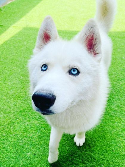 Becky's Bow Wow House - Dog Daycare Happy Faces & Close-Ups photo 38