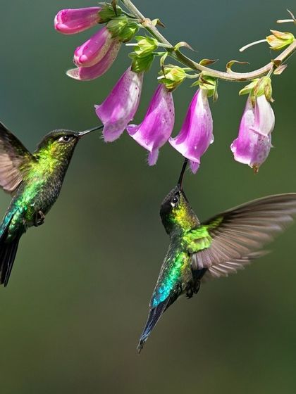 Two Fiery-throated Hummingbirds share a meal. Capturing interactions between multiple birds in one frame is a challenging but highly rewarding goal.