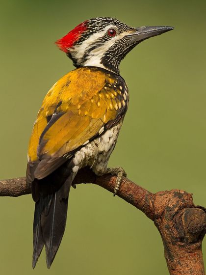 A classic portrait of the Lesser Goldenback, showing the intricate patterns on its neck and face.