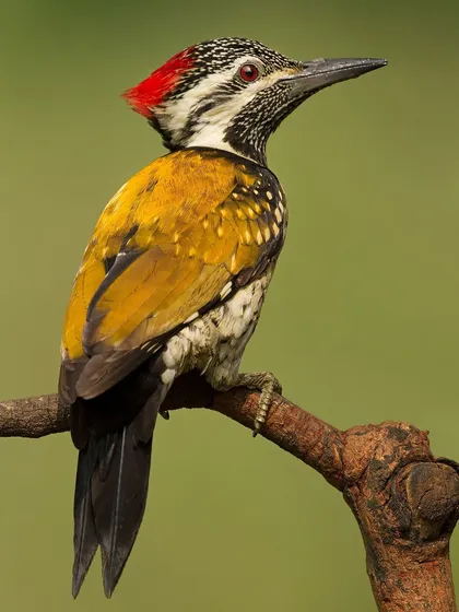 A portrait of a Lesser Goldenback, its head turned to showcase the striking contrast between its red crest, black and white face, and golden back.