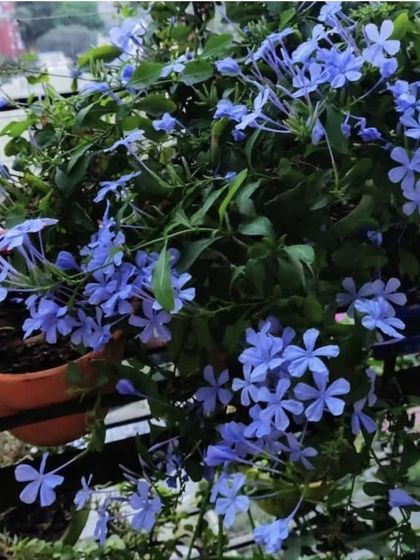 If you'd like to add some blue to your colorful balcony, the beautiful Plumbago plant is the perfect choice. It blooms in lovely bunches and combines so well with other flowering plants.