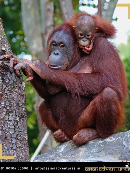 A tender moment between a mother Orangutan and her baby, clinging to her as she navigates the rainforest canopy in Borneo. Our conservation-focused tours in Sabah offer intimate opportunities to witness the lives of these intelligent and endangered primates.