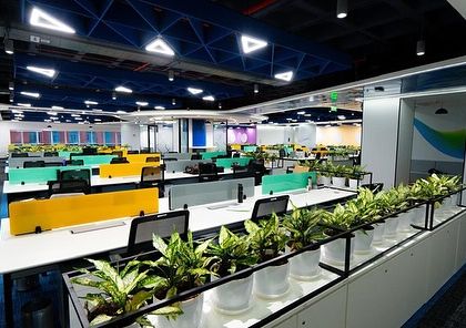 Another view of the Tata Consumer Products office, where rows of Aglaonema plants in white pots create a clean, uniform look that complements the modern and colorful interior design.