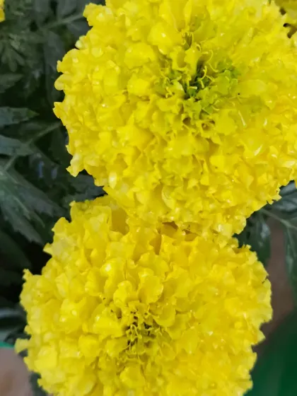 Bhardwaj - Urban Gardening Consultation A Riot of Colorful Flowers photo 81