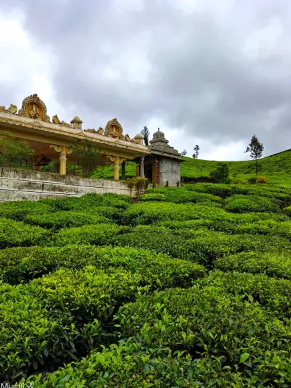 The beautiful Ganapati temple set amidst the lush Samse tea estate, a peaceful stop on our Nethravathi tour.