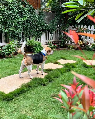 Pet-Friendly Accommodation