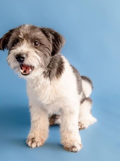 My dog Ollie looking slightly surprised during his first studio shoot. The simple blue background keeps all the focus on his adorable expression.