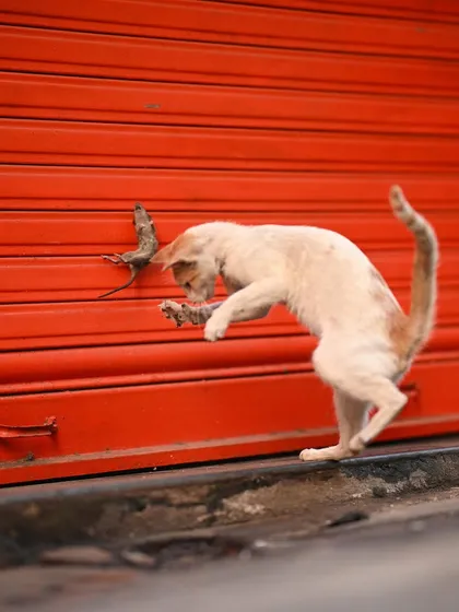 The cat plays with the mouse against the red shutter, a study in motion and instinct. The blurred movement conveys the speed and energy of the interaction.