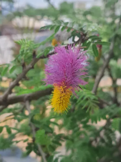 Bhardwaj - Urban Gardening Consultation Auspicious Plants for Your Home photo 9