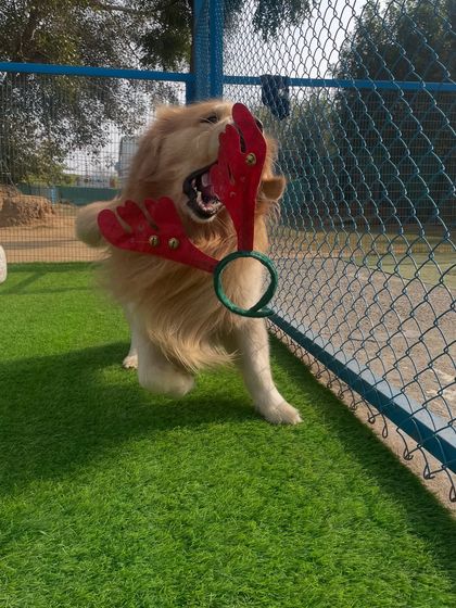A playful Golden Retriever has a blast, hilariously trying to chew on the reindeer antler headband. These candid moments of fun are what our celebrations are all about.