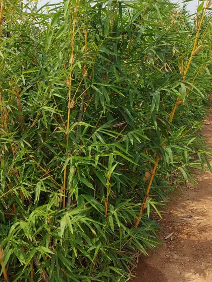 A row of Golden Bamboo planted as a hedge, demonstrating how it can be used to create a dense and attractive boundary.