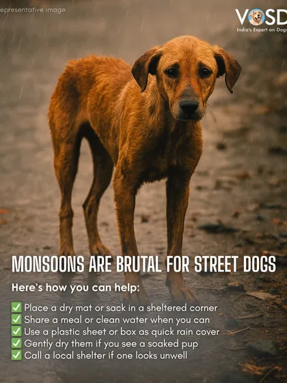 Monsoons are brutal for street dogs, leaving them wet, cold, and vulnerable to infections. A simple act of kindness, like putting out a dry mat or a sheet for cover, can provide immense relief. I share these practical tips to show how everyone can make a difference in the lives of community animals.
