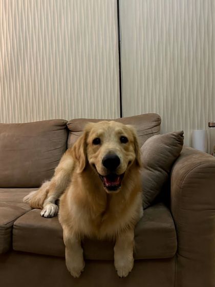 Buddy the Golden Retriever, looking perfectly relaxed on his favorite spot on the couch. My goal is for your pet's life to feel as normal as possible while you're gone.