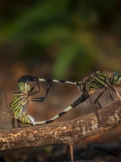 Two Indian Slender Skimmer dragonflies captured during their mating ritual. This macro shot reveals the unique wheel formation they create, a fascinating aspect of dragonfly behavior.