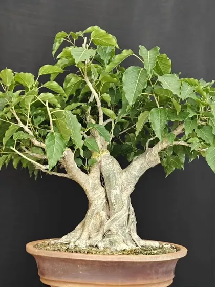 A studio shot of the same twisted Bodhi bonsai, highlighting its powerful form against a dark background. The structure and balance of this tree are the result of years of work.