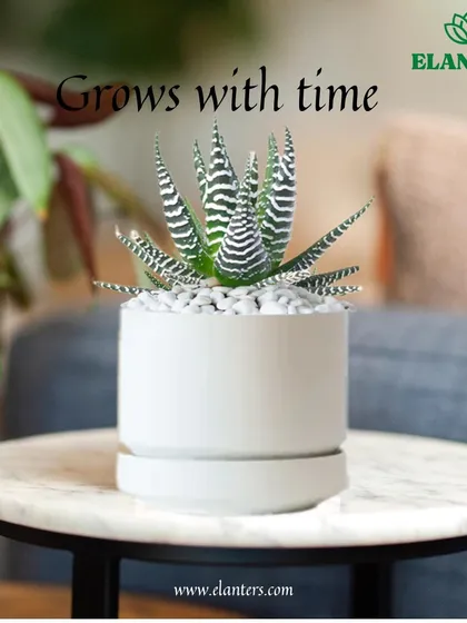 Reason 5: A plant is a gift that grows with time. Unlike other gifts, a plant becomes more beautiful and cherished as the years go by.