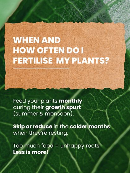 When should you fertilize? We recommend feeding your plants monthly during their growth spurts in summer and monsoon, and reducing it in colder months. Remember, less is more!