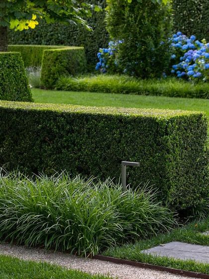 Precisely clipped rectangular hedges define the garden beds and pathways. This formal design uses layers of green, with fine-leafed grasses contrasting against the dense boxwood and blue hydrangeas in the background.