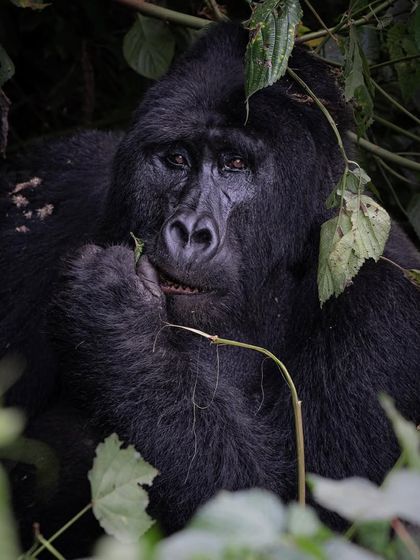 African Journeys: Savannahs, Jungles, and Great Apes photo 24