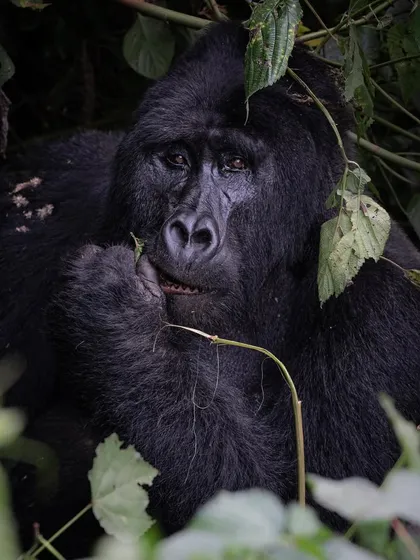 A powerful silverback gorilla in Bwindi. Their immense size and strength are evident even in a resting state, commanding respect and admiration.