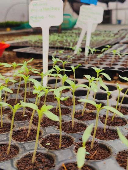 A close up of our cherry tomato seedlings, just a few days old. You can see the variety name marked, a part of our careful record keeping.