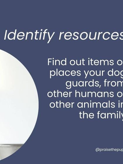 The first step is to identify the resources. Find out what items, spaces, or even people your dog guards. This will help you create a management plan to prevent the behavior from being rehearsed.