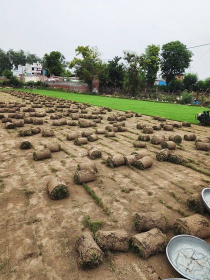 Delhi Gardner - Wholesale Plant & Turf Supply Natural Grass Turf: From Our Farm to Your Project photo 22