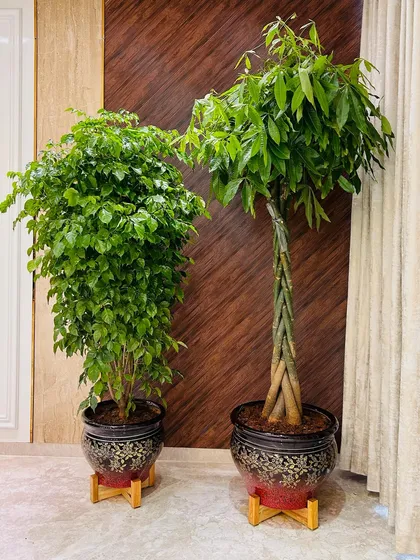 A closer look at the statement planters. The combination of a weeping fig and a braided money tree offers different textures and forms, creating a dynamic and sophisticated green corner.