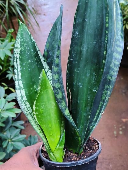 Easy-Care Indoor Plants photo 4