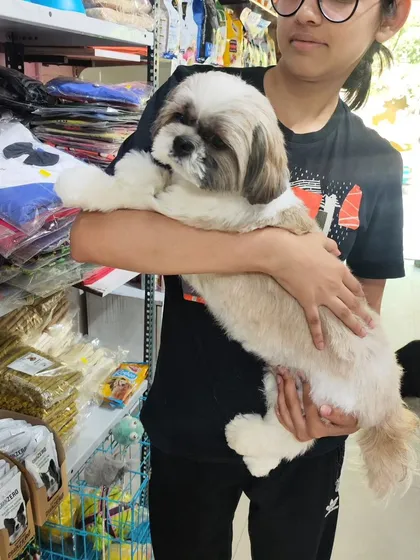 This little one is ready for the summer after a refreshing haircut. We tailor each grooming session to the pet's breed and your preferences.