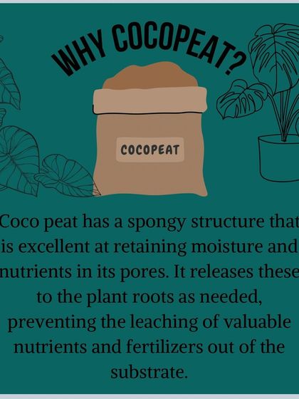 Why cocopeat? Its spongy structure is excellent at retaining moisture and nutrients, releasing them to the plant roots as needed.